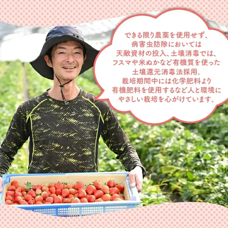 いちご とちあいか・スカイベリー食べ比べセット（290g×4パック）※2027年1月～発送