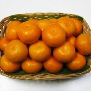 坂出市王越町の温州みかん 10kg（約5kg×2箱）