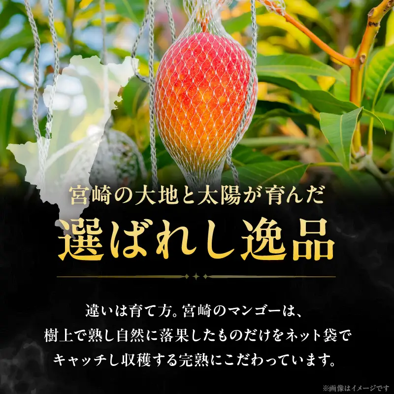 先行予約 数量限定 完熟マンゴー 『太陽のタマゴ 』 2玉 約1kg マンゴー 宮崎 果物 フルーツ くだもの 2027年 国産 高級 マンゴージュース 希少 南国フルーツ デザート おすすめ ギフト 贈り物 プレゼント ご褒美 冷蔵 綾町 送料無料 【JA綾町】_A0114-1002