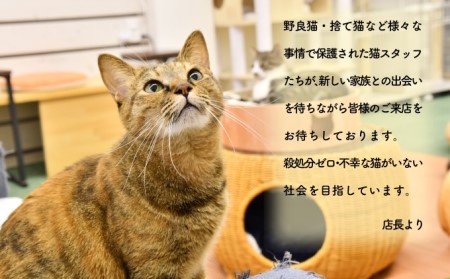 【返礼品なし】 猫 保護猫 支援 ねこカフェ 藤枝 里親 寄付