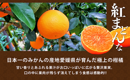 紅まどんな 柑橘 愛媛県産 紅まどんな【青秀3L〜L 10〜15玉】