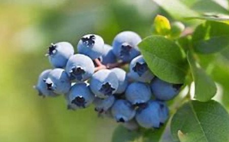 ＜有機JAS認定＞ 冷凍ブルーベリー (1kg) ブルーベリー JAS認定 農薬不使用 有機栽培 冷凍 フルーツベリー くだもの 果物 食品 F20E-848