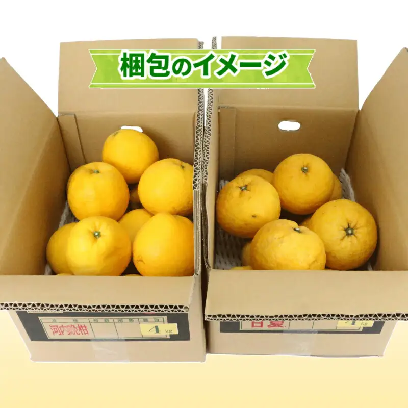 河内晩柑 4kg 甘夏 4kg 詰め合わせ セット WF 甘夏 B012-024009