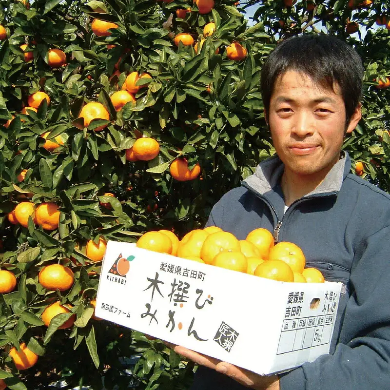 愛媛みかん 早生温州 7kg 家庭用 大小混合 南四国ファーム mikan みかん 不揃い 早生 温州 温州みかん 愛媛ミカン 愛媛蜜柑 果物 くだもの フルーツ 柑橘 蜜柑 産地直送 数量限定 国産 宇和島 B010-035001