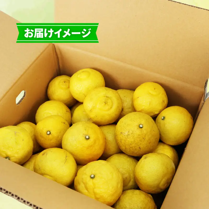 【先行予約】はるか 9kg 家庭用 つばさ農園 柑橘 柑橘 B010-048002