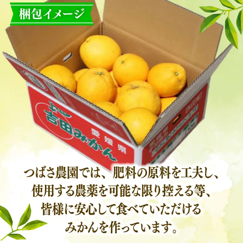 愛媛みかん 河内晩柑 家庭用 約 10kg つばさ農園 河内晩柑 B010-048004