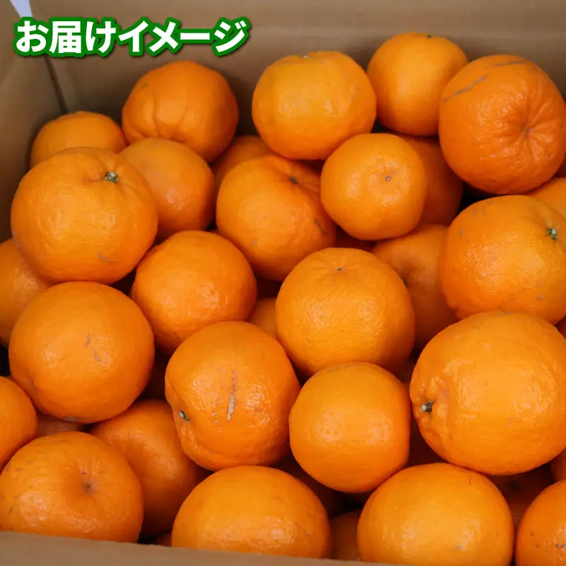 【ポンカン】冬の柑橘ポンカン 9kg ニュービジネスユニット B018-058006