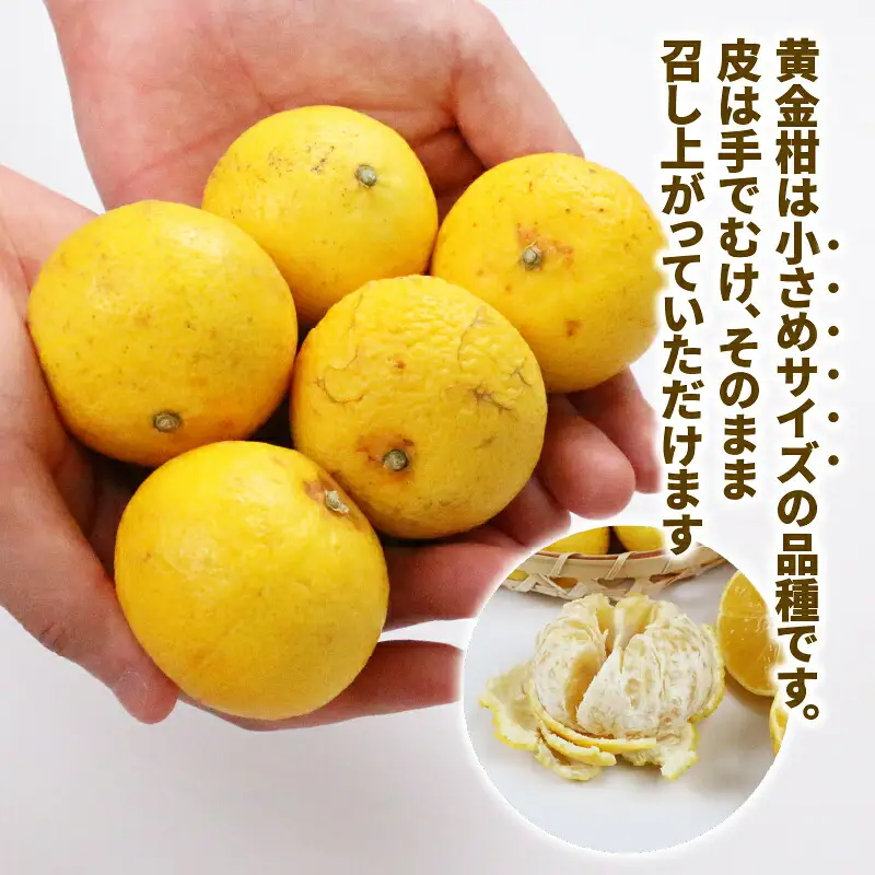 訳あり 黄金柑 3kg マル南フルーツ 黄金柑 B010-106010