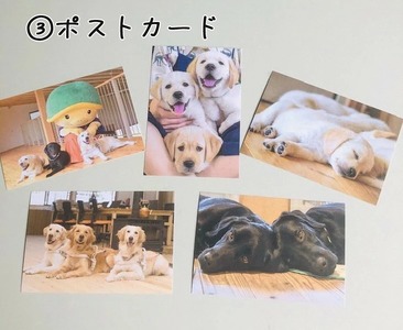 【返礼品相当額で盲導犬の育成を支援】支援額6,000円（記念品あり）盲導犬
