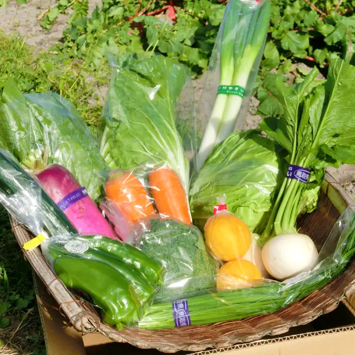 新鮮朝採れ野菜セット【 新鮮野菜 9~11種類 季節 旬 野菜 果物 詰め合せ 国産 おまかせ 葉物 根菜 冷蔵 野菜室 加工品 鳥取県産 季節限定 山菜 加工品】