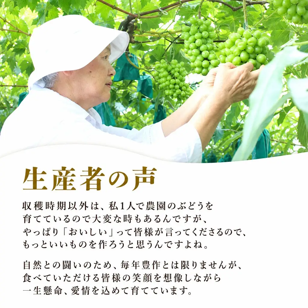 【数量限定マスカット】朝どれ！「シャインマスカット1.5kg(2～3房)」◆アダチ観光農園直送の絶品ぶどう◆ぶどう ブドウ 葡萄 マスカット シャインマスカット 種無し 種なし 皮ごと 皮ごと食べられるぶどう 果物 フルーツ 産地直送 期間限定 兵庫県 朝来市 AS2CF1