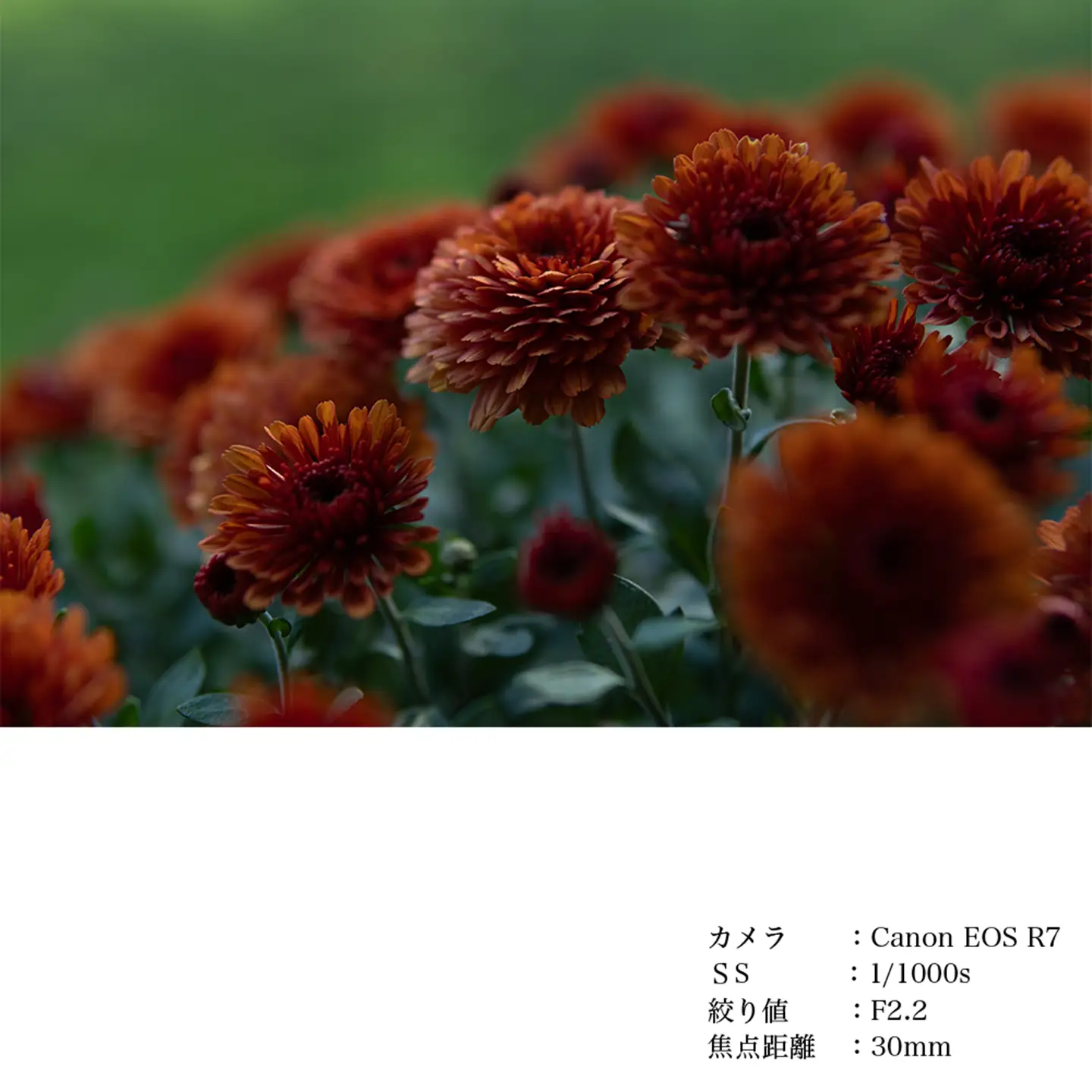 SIGMA 30mm F1.4 DC DN | Contemporary【Lマウント】