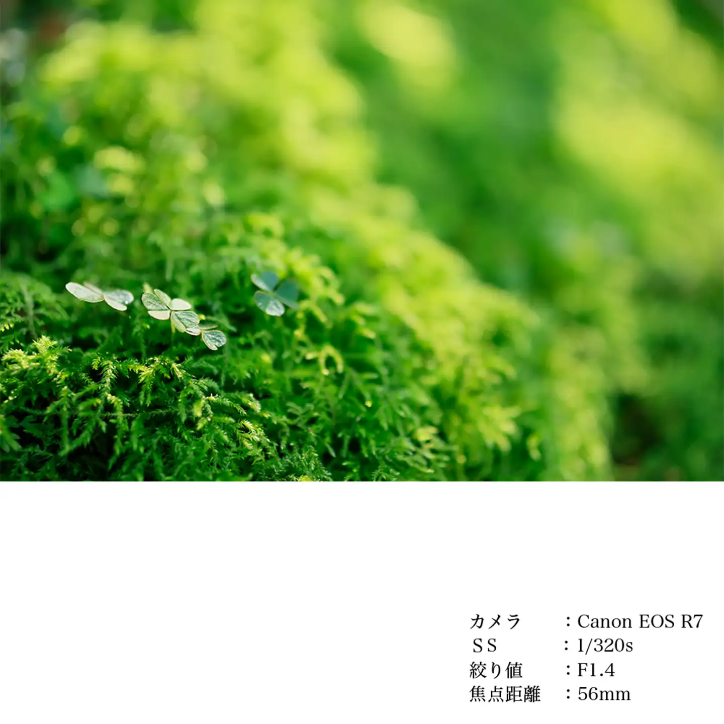 SIGMA 56mm F1.4 DC DN | Contemporary【キヤノンEF-Mマウント】