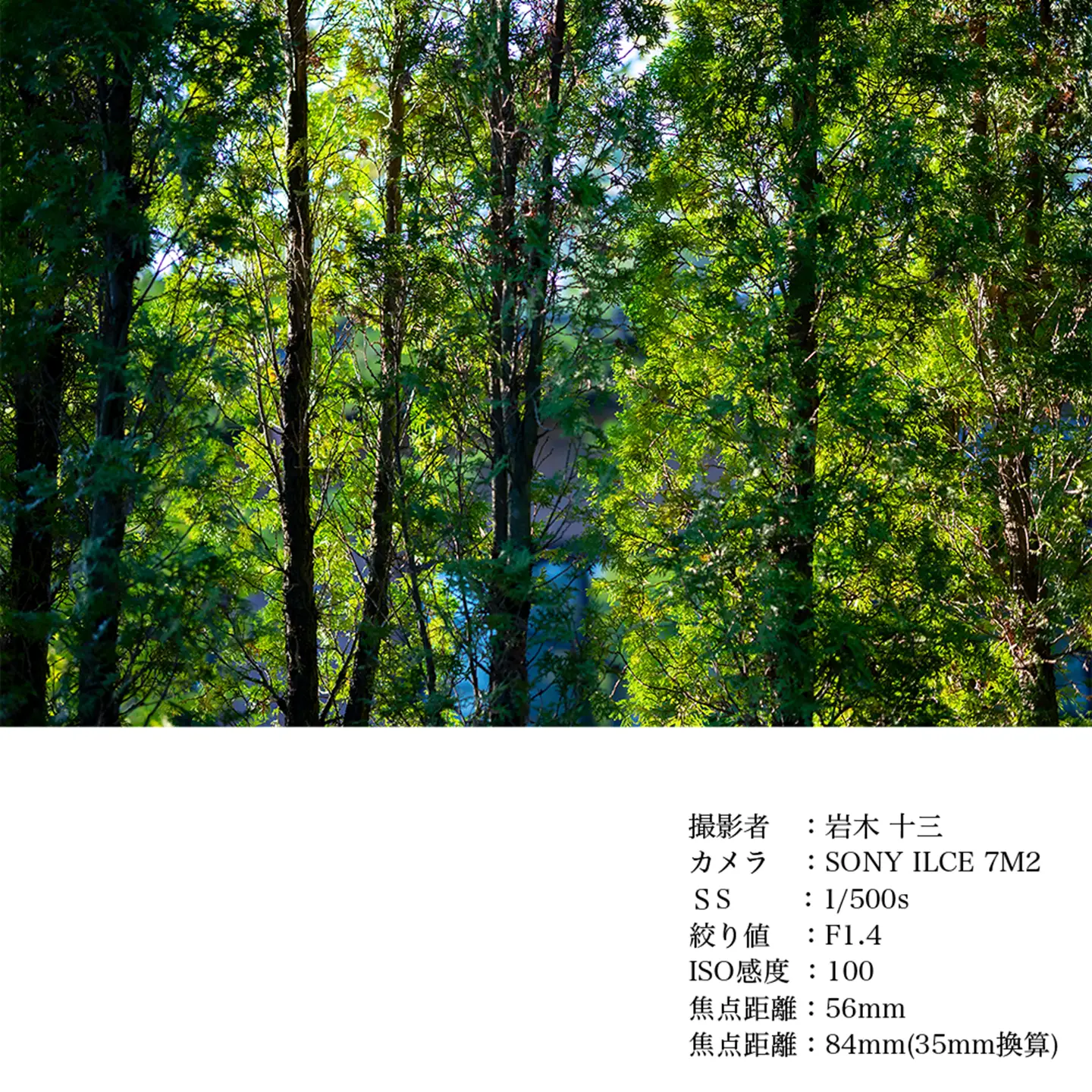 SIGMA 56mm F1.4 DC DN | Contemporary【マイクロフォーサーズ】