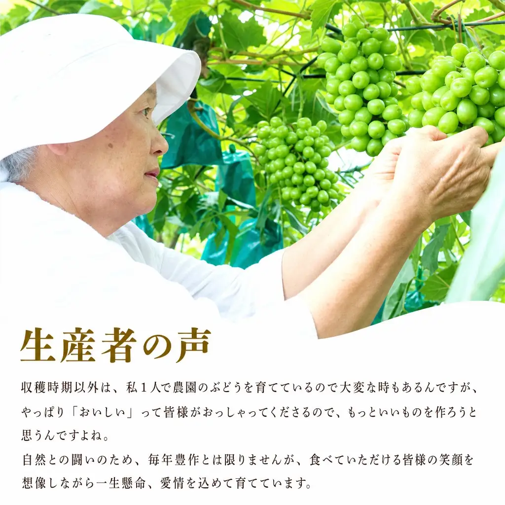 【数量限定マスカット】朝どれ！「瀬戸ジャイアンツ1.5kg(2～3房)」◆アダチ観光農園直送の絶品ぶどう◆ぶどう ブドウ 葡萄 マスカット 種なしぶどう 種無しぶどう 種無し 種なし 皮ごと 皮ごと食べられるぶどう 果物 フルーツ 産地直送 期間限定 兵庫県 朝来市 AS2CB3