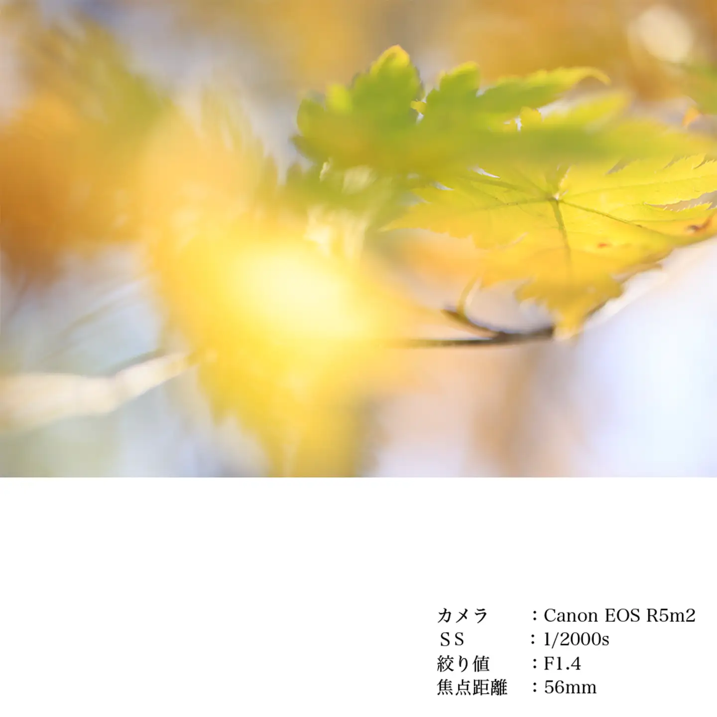 SIGMA 56mm F1.4 DC DN | Contemporary【ソニーEマウント】