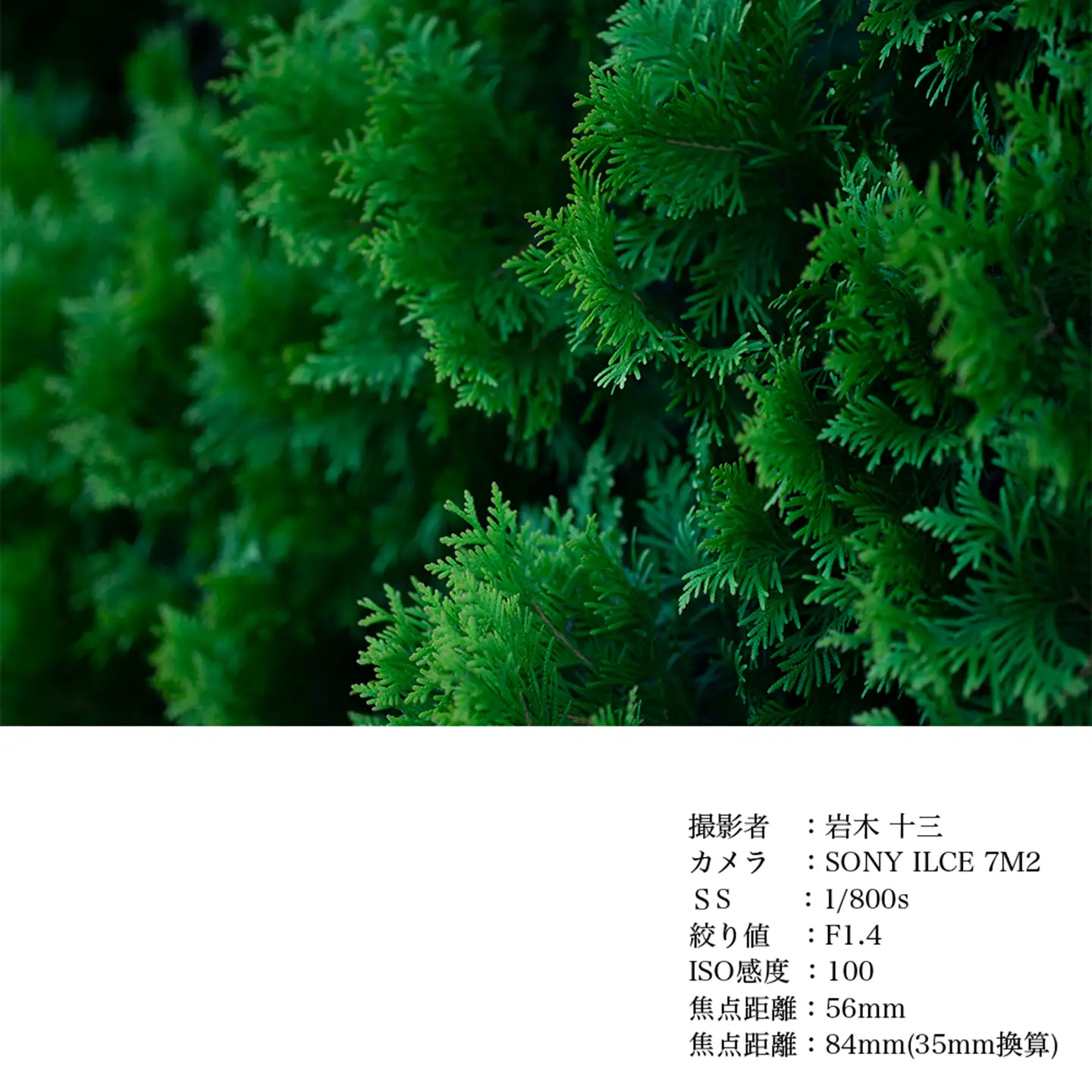 SIGMA 56mm F1.4 DC DN | Contemporary【Lマウント】