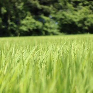 令和 5年 新米 5kg 吉本農園 米 お米 おこめ 白米 国産 コシヒカリ ブランド 炊きたて 冷めても 美味しい 旨味 甘み 愛媛県 愛南町 産 産地 直送 産直