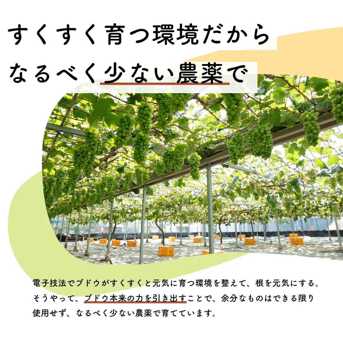 【先行予約・2026年9月】希少品種 数量限定 特大クイーンニーナ 1.5kg 産地直送 農家直送 甘い 大きい 種なし ぶどう 果物 限定品