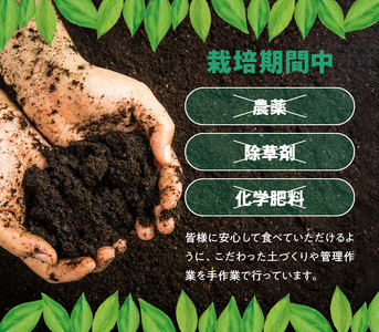 ■【 先行受付 】 栽培期間中 農薬 ・ 除草剤 ・ 化学肥料不使用 ！ 南国 の 島レモン 3kg ！【2026年9月～2027年2月下旬お届け】 W043-004u 果物