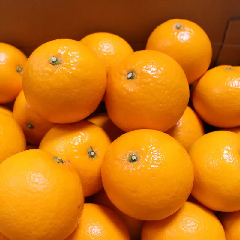＼ みかんの名産地 和歌山県産／ 農家直送 完熟清見オレンジ 5kg (M～２Lサイズおまかせ) ひとつひとつ手選別で厳選【2027年3月中旬～4月下旬ごろに順次発送予定】【hdm003A】