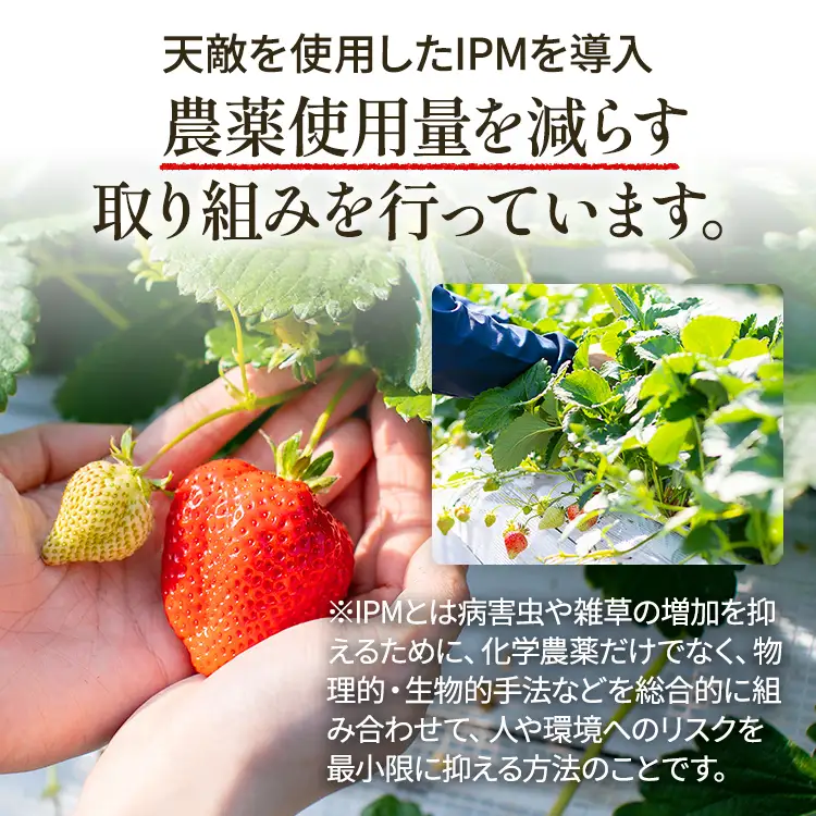 いちご あまおういちご 約275g×4P R9年3月～5月中旬順次発送