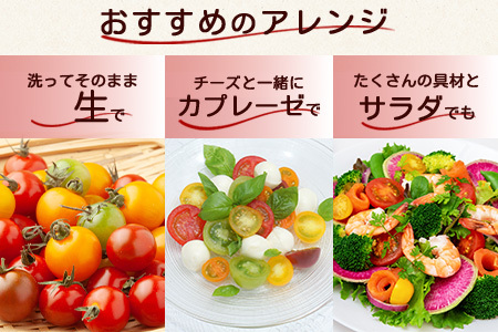 【先行受付】2027年1月より順次発送予定｜カラフルミニトマト6種1kg｜ミニトマト トマト プチトマト 野菜 農家直送 ギフト ｜佐賀県鹿島市｜たにぐちファーム Ricotomato（リコトマト）～とりこになるトマト～ B-280