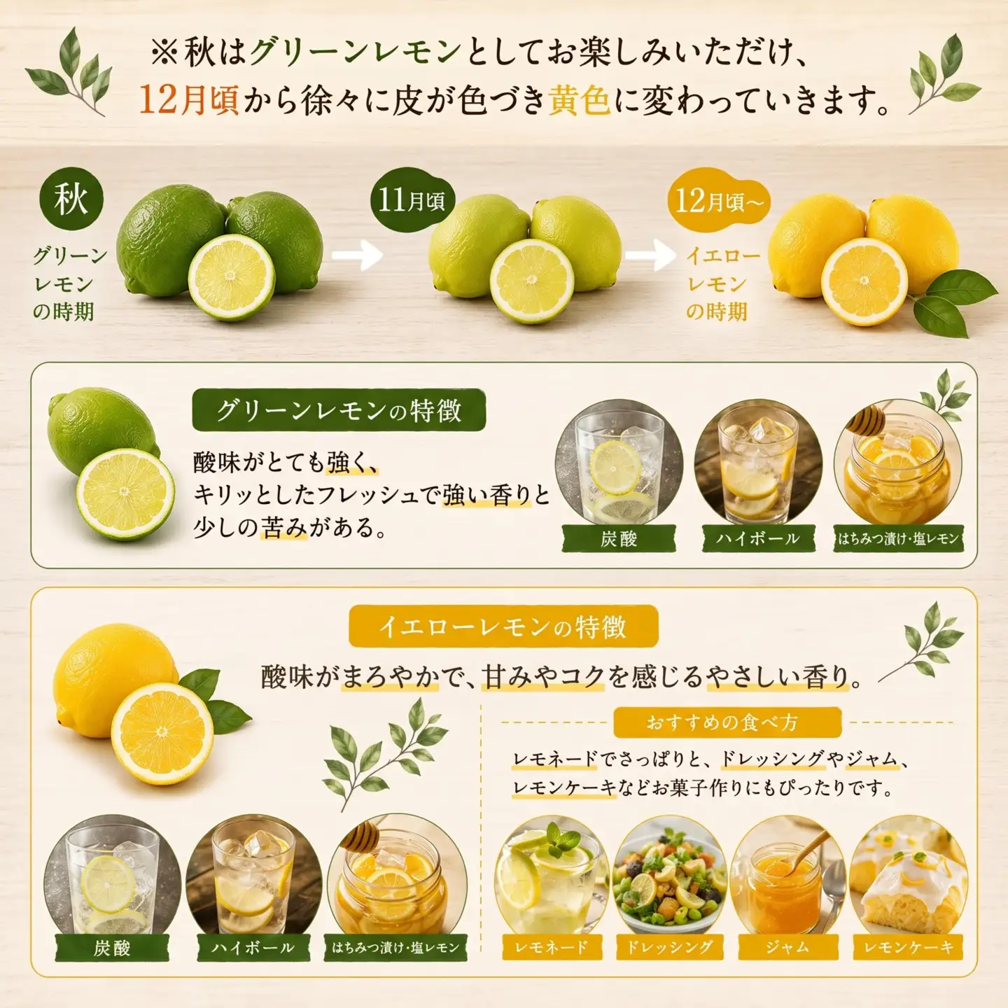 レモン 約 3kg 24個 柑橘 檸檬 牡蠣 フライ レモンティー 愛媛 愛南 マルエム直販