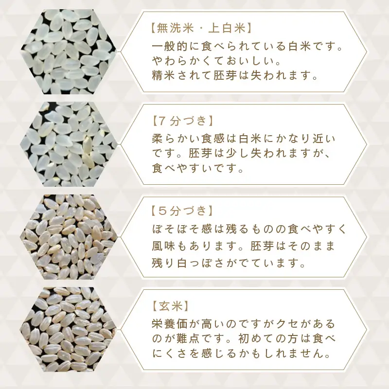 先行予約 令和8年産・新米 コシヒカリ 5kg 上白米 福井県産コシヒカリ  [A-0267_01]