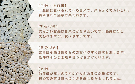 先行予約 令和8年産・新米 コシヒカリ 5kg 無洗米 福井県産コシヒカリ [A-0267_05]