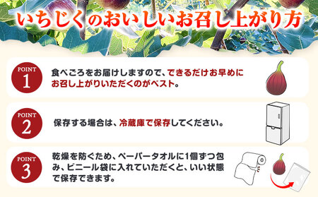 いちじくロハス農園【配送不可地域あり】