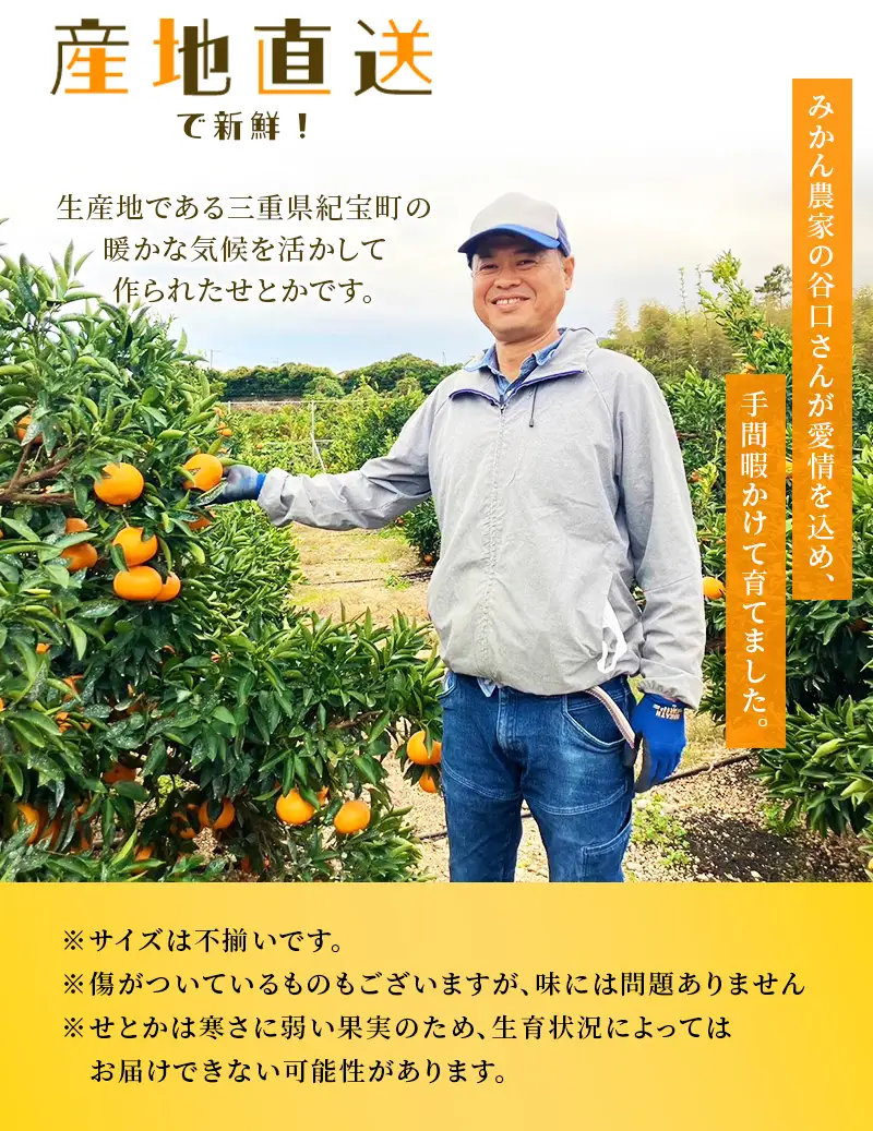 せとか たにぐち農園のせとか 4.5kg ご家庭用【mtn012C】