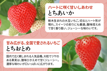 【先行予約】  日光の自然が育む4種類の「完熟いちご」 食べ比べ！ Aセット 【2026年12月より順次発送】 [0955]