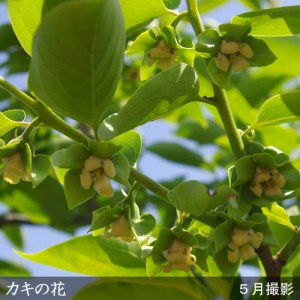 カキ(甘柿)富有(ふゆう) 2年生 苗木 ＜すだ農園＞