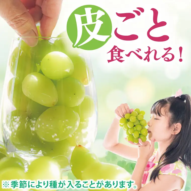 ぶどう シャインマスカット 1房 約800g マスカット ぶどう ブドウ 種無し 皮ごと 葡萄 フルーツ 果物 旬 くだもの 阿見町 茨城県【2026年9月下旬より順次発送】（49-01）