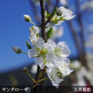 ＜すだ農園＞2年生 苗木 スモモ(李 プラム)サンタローザ