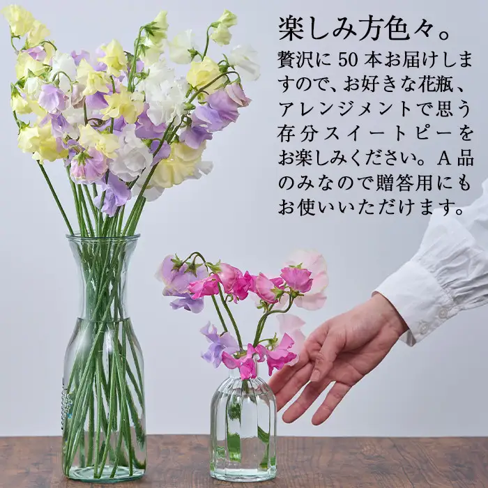 ＜先行予約受付中！2027年1月から順次発送予定＞＜A品＞スイートピーミックス(50本)花 常温 【AL-3】【安田農園】
