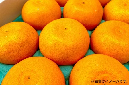 せとか (約3kg)