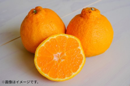 厳選デコポン (約3kg)