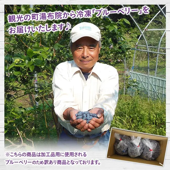 【由布市湯布院町産】 訳あり 冷凍ブルーベリー 3kg（1kg×3個）