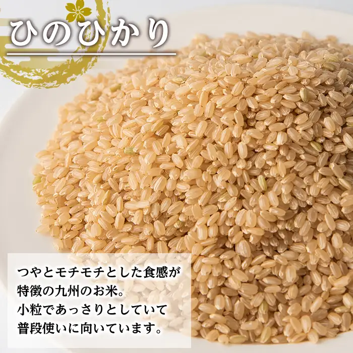 【12回定期便(連続)】鹿児島県 出水市産 ひのひかり 玄米 定期便 (3kg×2袋・計6kg)×全12回 【田上商店】 i663