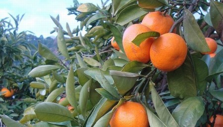 ＼光センサー選別／ ＼ もぎたて新鮮！／ 有田みかん 約10kg（箱込み） 生産者直送 先行予約 【ご家庭用（訳あり品ではありません）】 サイズ混合【nuk144】