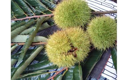 【ふるさと納税限定】 中津川栗きんとん10個・お茶セット 御菓子司美濃屋 F4N-3080