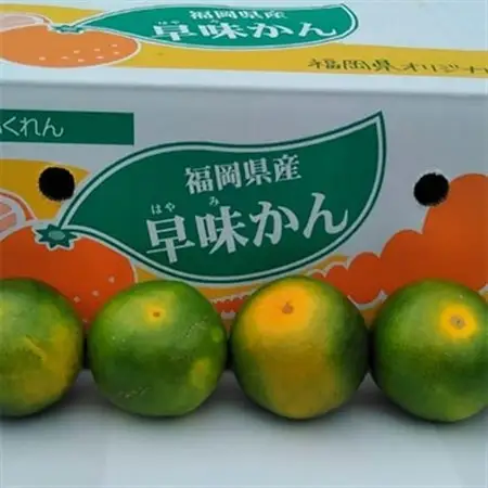 【先行受付】福岡限定!オリジナルブランドみかん「早味かん」約4kg(大野城市)_果物・フルーツ みかん  ミカン 蜜柑_【配送不可地域：離島】【1091056】