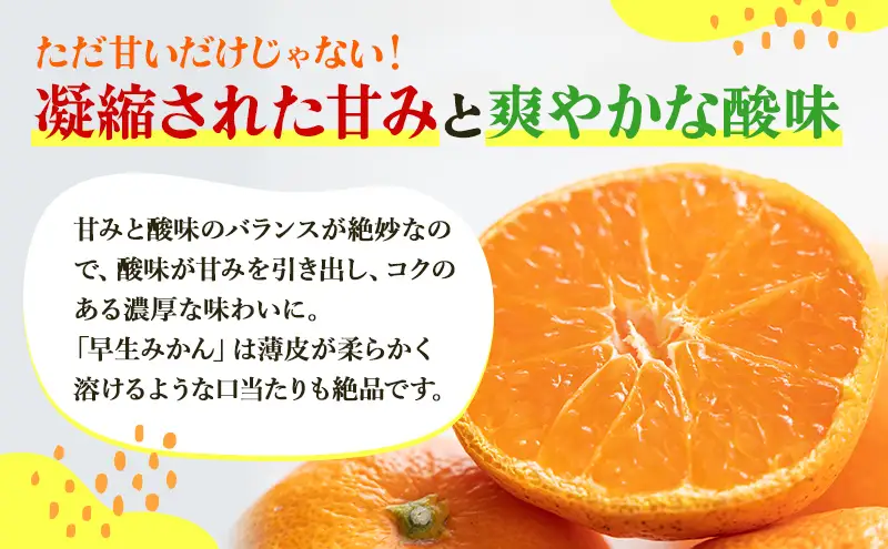 三ヶ日みかん 早生 8kg S～L サイズ混在 11月下旬より順次発送 みかん ミカン 蜜柑 早生みかん 三ヶ日 果物 くだもの フルーツ 旬の果物 旬のフルーツ 柑橘 柑橘類 糖度 静岡 静岡県 浜松市