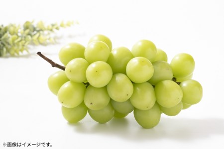 極撰!シャインマスカット(約2kg)