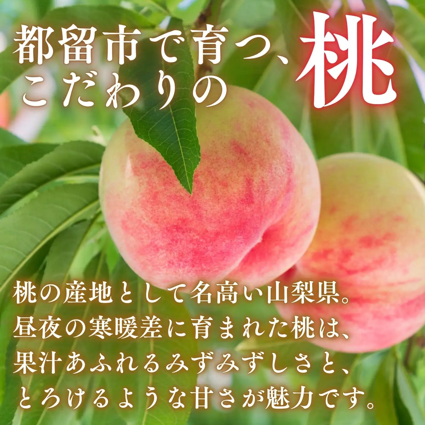【2027年発送】山梨の桃 約1.5kg以上  桃