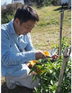 【テレビで紹介されました】 熊野唐辛子ギフト⑭（一味唐辛子（プサジュエラ、プリッキーヌ、ハバネロ）各1本）【kmng0011】
