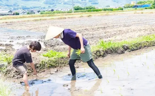 ぶんぶんファーム 自然栽培 ひのひかり 白米 10kg
