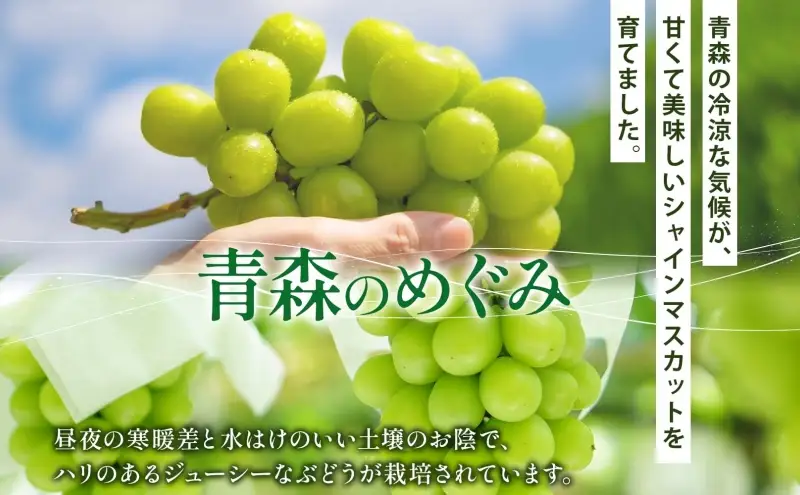 シャインマスカットぶどう青森県産秀品シャインマスカット【1房約600g】